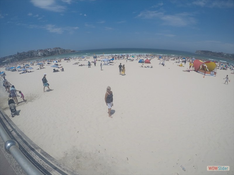 Gill on Bondi Beach