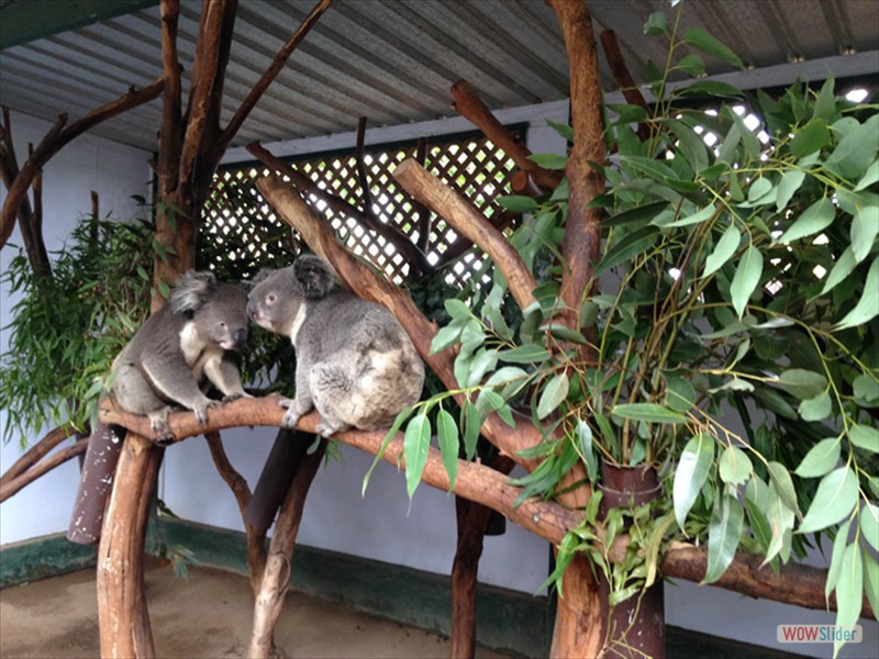 Koala Bears