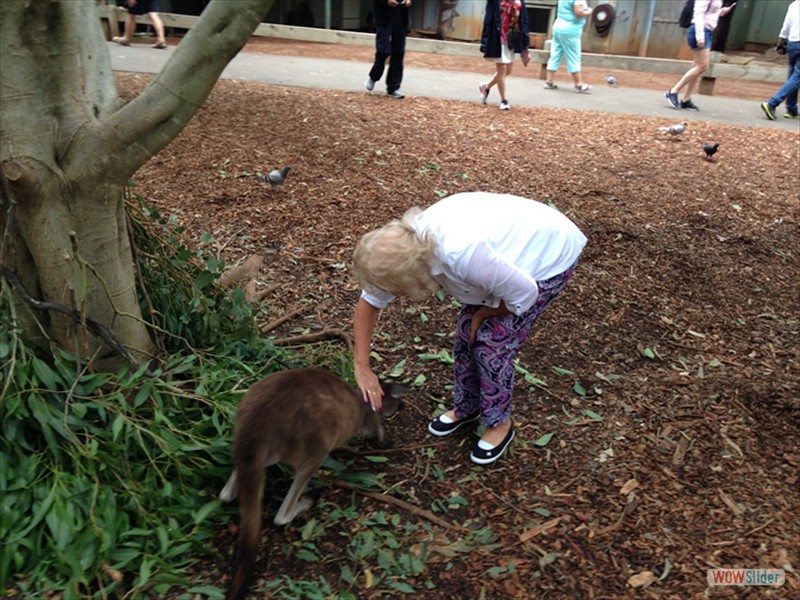 Kangaroo at re-habilitation sanctuary