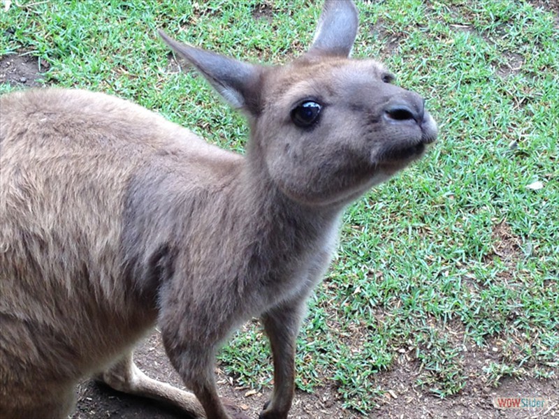 Very friendly kangaroo