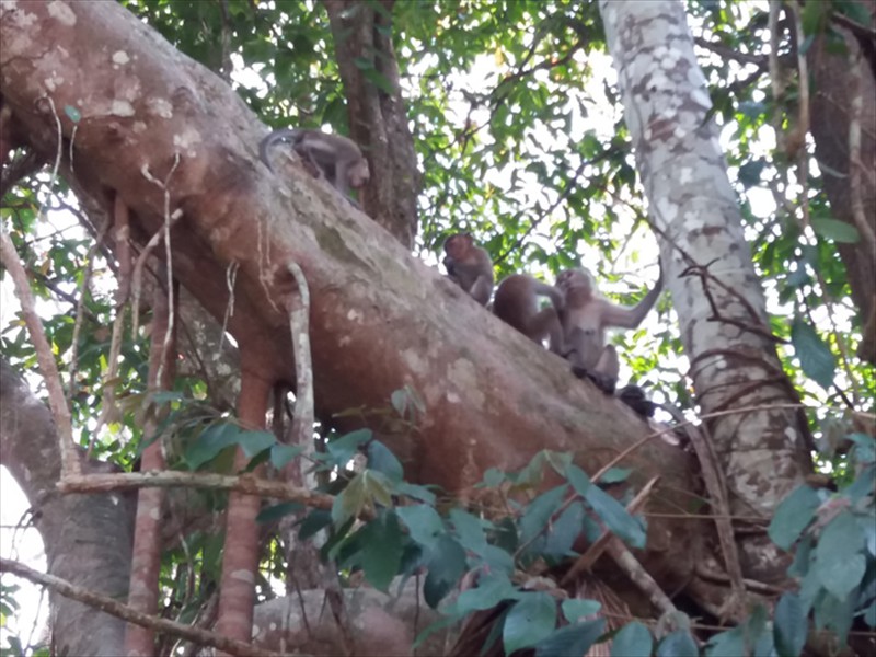 Penang park full of monkeys