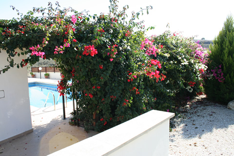 Baement patio