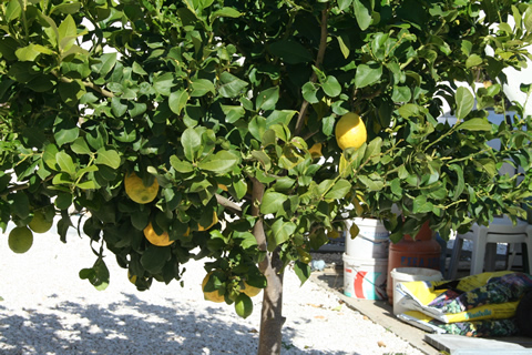 Lemon tree