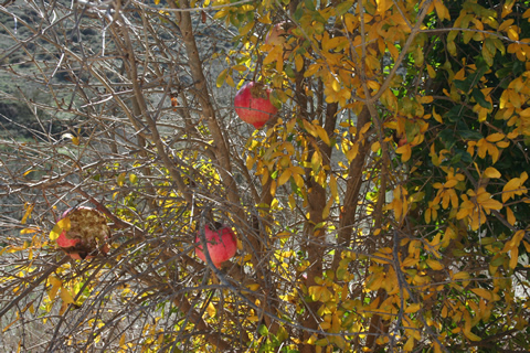 Pomegranite