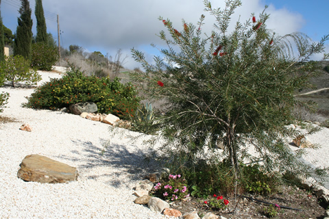Bottle brush