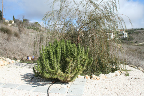 Weeping Willow